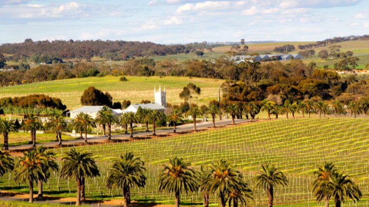 Lush vineyard with palm trees